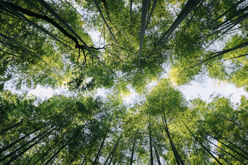 Vista de árboles desde abajo en un bosque, representación del derecho humano a un medio ambiente sano, limpio y sostenible.