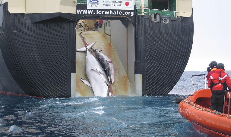 Resolución de la Corte Internacional sobre el programa de caza de ballenas japonés
