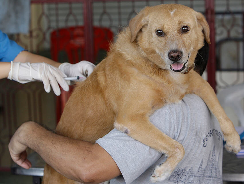  El veterinario Rayanapa Jiraban, de la Administración Metropolitana de Bangkok, inyecta la vacuna gratuita contra la rabia a un perro en Bangkok el jueves 4 de marzo de 2010